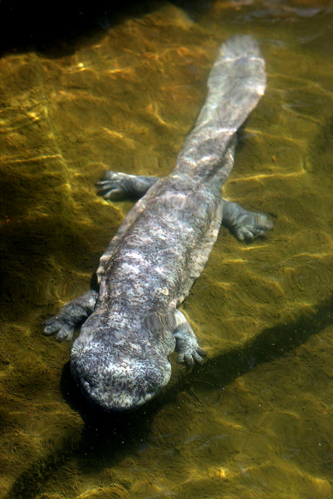 Chinese giant salamander.